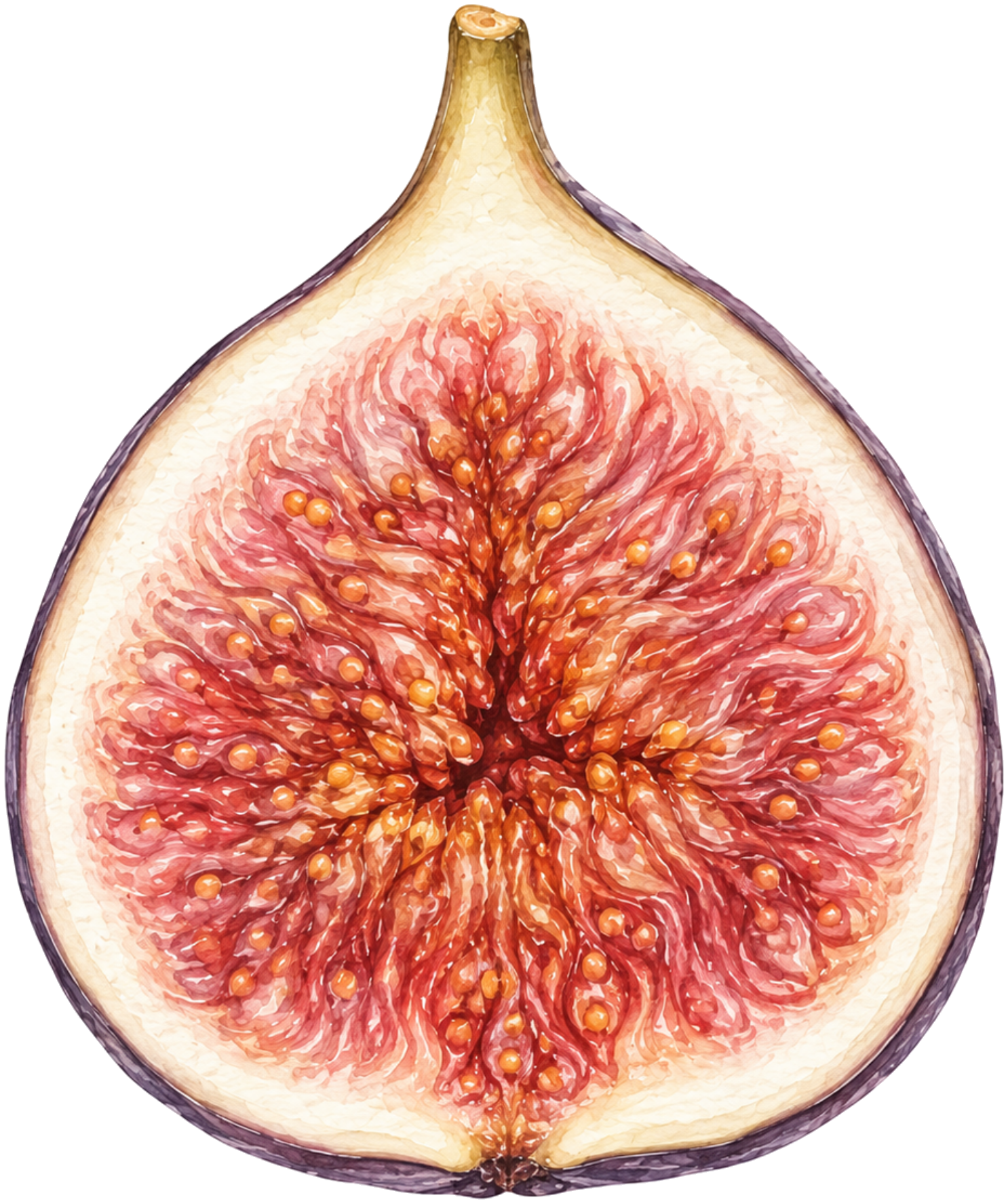 Fig — The Perfectionist